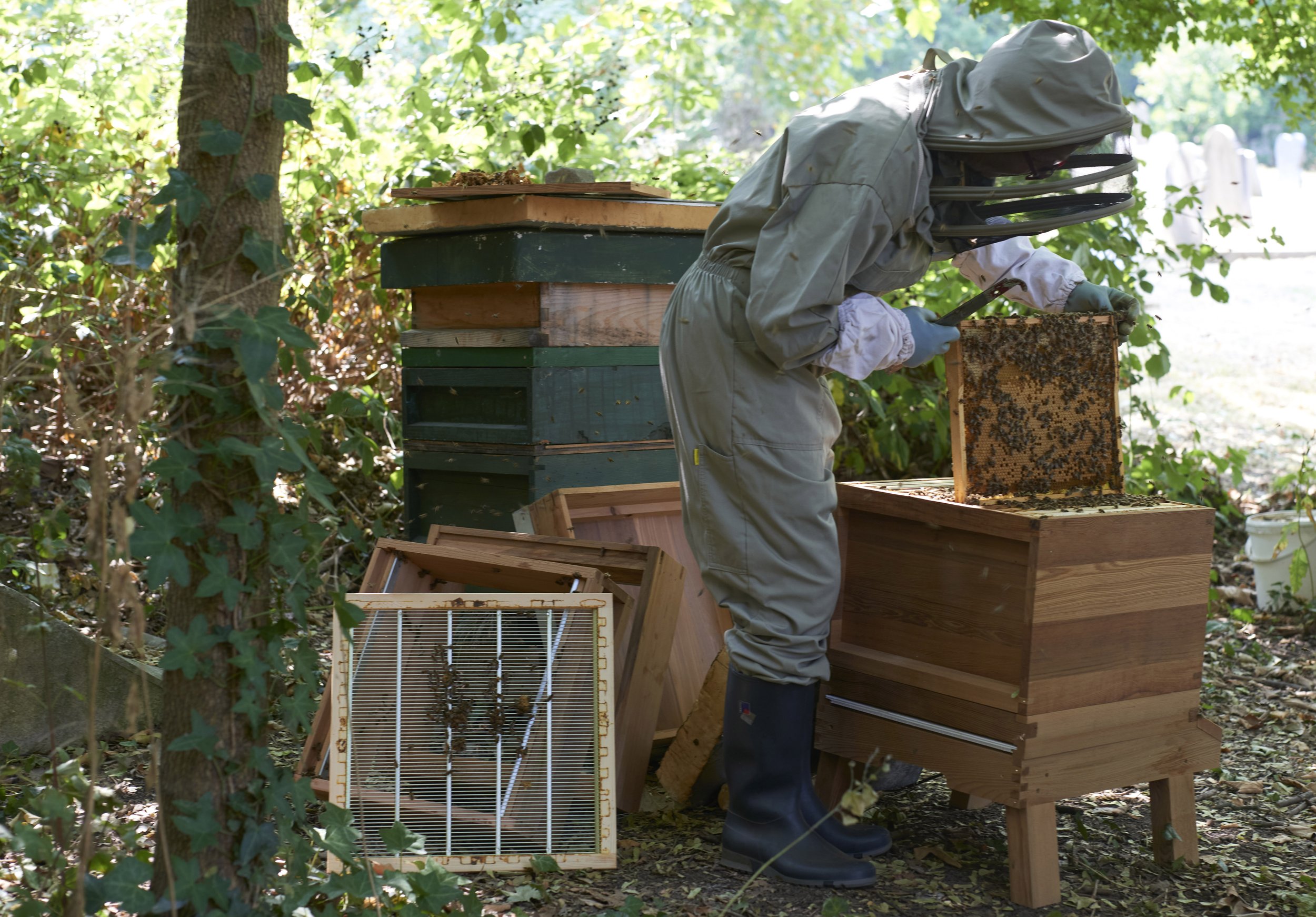 Honey bee extraction deals